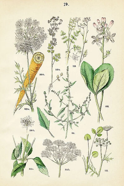 Bog bean, wild carrot, cilantro, mountain spinach, scarlet pimpernel, anise, ground elder - Botanical illustration 1883