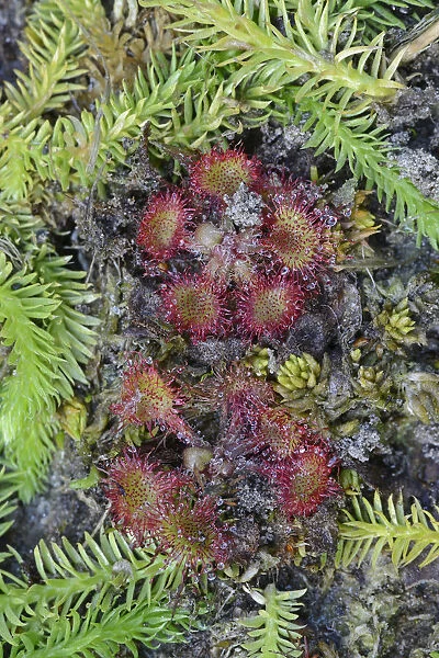 Bog Clubmoss -Lycopodiella inundata- and Round-leafed Sundew -Drosera rotundifolia-, Emsland, Lower Saxony, Germany