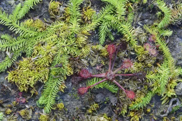 Framed Print : Bog Clubmoss -Lycopodiella inundata- and Round-leafed Sundew -Drosera rotundifolia-, Emsland, Lower Saxony, Germany Framed Print : Bog Clubmoss -Lycopodiella inundata- and Round-leafed Sundew -Drosera rotundifolia-, Emsland, Lower Saxony, Germany