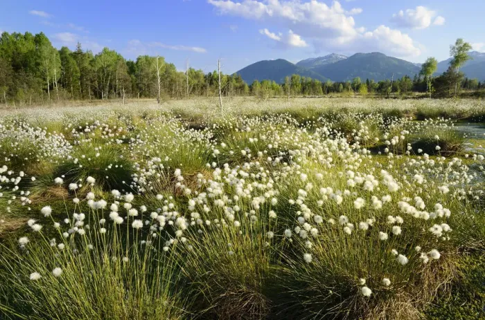 Framed Print : Bog pond in the foothills of the Alps with Hare s-tail Cottongrass, Tussock Cottongrass or Sheathed Cottonsedge -Eriophorum vaginatum L. -, near Rosenheim, Bavaria, Germany, Europe Framed Print : Bog pond in the foothills of the Alps with Hare s-tail Cottongrass, Tussock Cottongrass or Sheathed Cottonsedge -Eriophorum vaginatum L. -, near Rosenheim, Bavaria, Germany, Europe