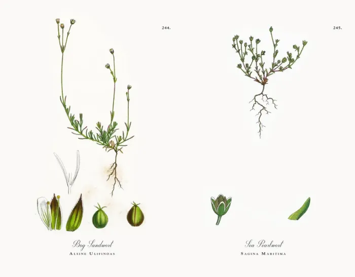 Framed Print : Bog Sandwort, Alsine Ulifinoas, Victorian Botanical Illustration, 1863 Framed Print : Bog Sandwort, Alsine Ulifinoas, Victorian Botanical Illustration, 1863