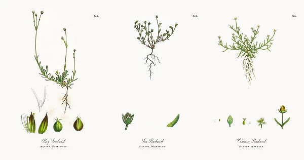 Bog Sandwort, Alsine Ulifinoas, Victorian Botanical Illustration, 1863