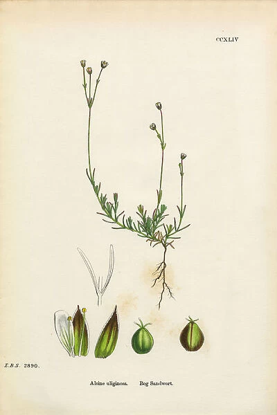 Bog Sandwort, Alsine Ulifinoas, Victorian Botanical Illustration, 1863