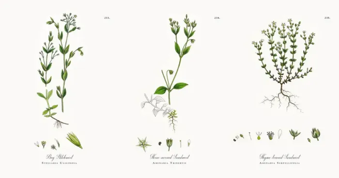 Framed Print : Bog Stitchwort, Stellaria Uliginosa, Victorian Botanical Illustration, 1863 Framed Print : Bog Stitchwort, Stellaria Uliginosa, Victorian Botanical Illustration, 1863