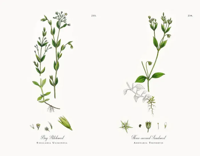Framed Print : Bog Stitchwort, Stellaria Uliginosa, Victorian Botanical Illustration, 1863 Framed Print : Bog Stitchwort, Stellaria Uliginosa, Victorian Botanical Illustration, 1863