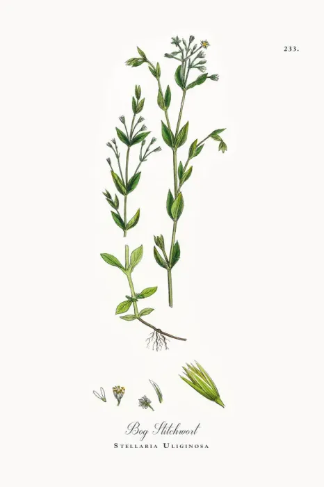 Framed Print : Bog Stitchwort, Stellaria Uliginosa, Victorian Botanical Illustration, 1863 Framed Print : Bog Stitchwort, Stellaria Uliginosa, Victorian Botanical Illustration, 1863