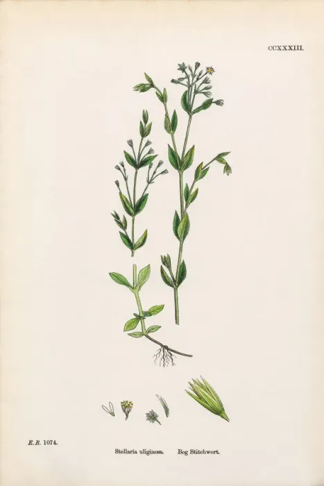 Framed Print : Bog Stitchwort, Stellaria Uliginosa, Victorian Botanical Illustration, 1863 Framed Print : Bog Stitchwort, Stellaria Uliginosa, Victorian Botanical Illustration, 1863