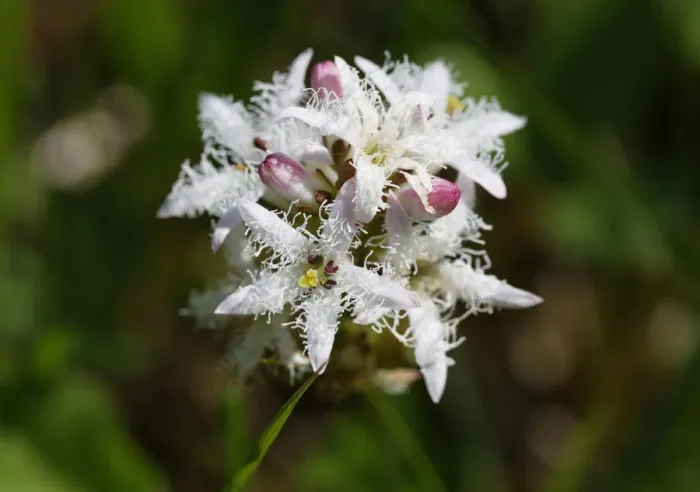 Framed Print : Bogbean -Menyanthes trifoliata-, Upper Bavaria, Bavaria, Germany