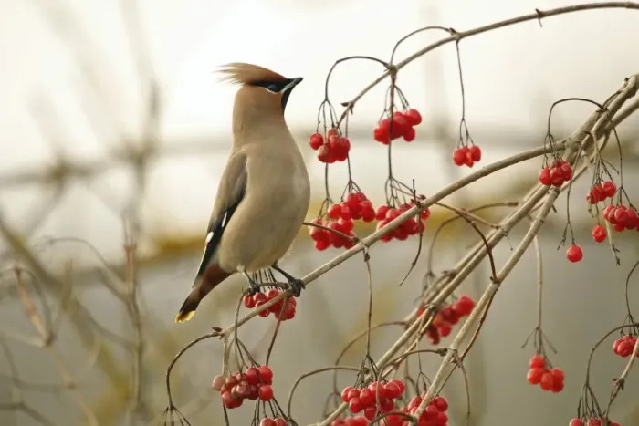 Framed Print : Bohemian waxwing -Bombycilla garrulus-, Allgau, Bavaria, Germany