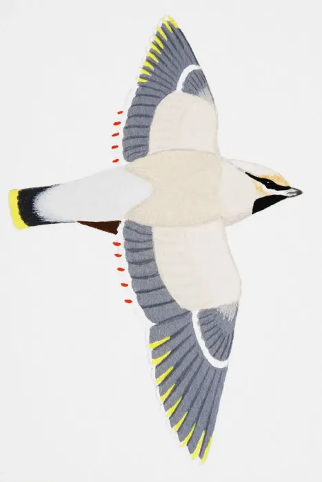 Framed Print : Bohemian Waxwing (Bombycilla garrulus), adult