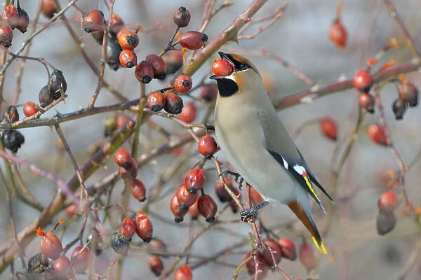 Bohemian Waxwing -Bombycilla garrulus- on a Dog Rose -Rosa canina- while eating a rose hip, Swabian Alb biosphere reserve, Baden-Wurttemberg, Germany