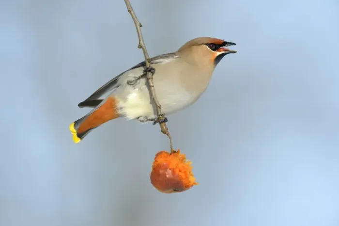 Framed Print : Bohemian Waxwing -Bombycilla garrulus- eating an overripe frozen apple in winter, Swabian Alb biosphere reserve, Baden-Wurttemberg, Germany Framed Print : Bohemian Waxwing -Bombycilla garrulus- eating an overripe frozen apple in winter, Swabian Alb biosphere reserve, Baden-Wurttemberg, Germany