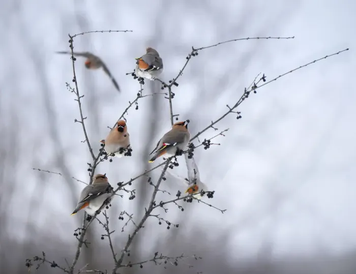 Framed Print : Bohemian Waxwings Framed Print : Bohemian Waxwings