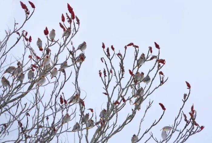 Framed Print : Bohemian Waxwings Framed Print : Bohemian Waxwings