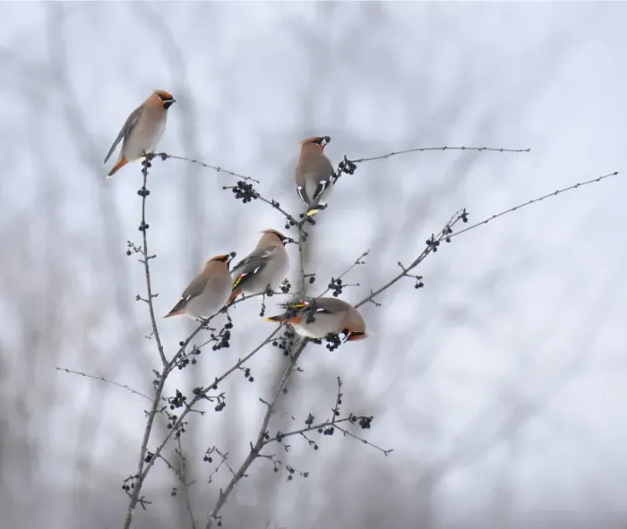 Framed Print : Bohemian Waxwings Framed Print : Bohemian Waxwings