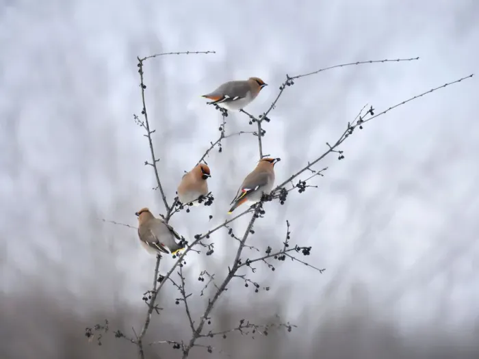 Framed Print : Bohemian waxwings Framed Print : Bohemian waxwings