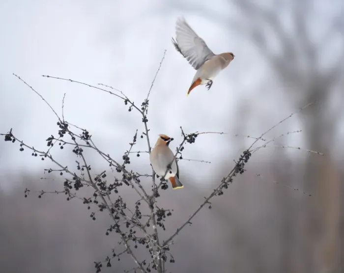 Framed Print : Bohemian Waxwings Framed Print : Bohemian Waxwings