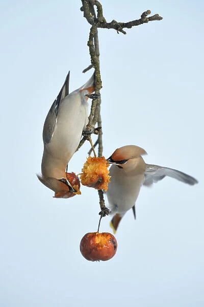 Bohemian Waxwings -Bombycilla garrulus- competing for food on an apple tree with overripe frozen apples in winter, Swabian Alb biosphere reserve, Baden-Wurttemberg, Germany