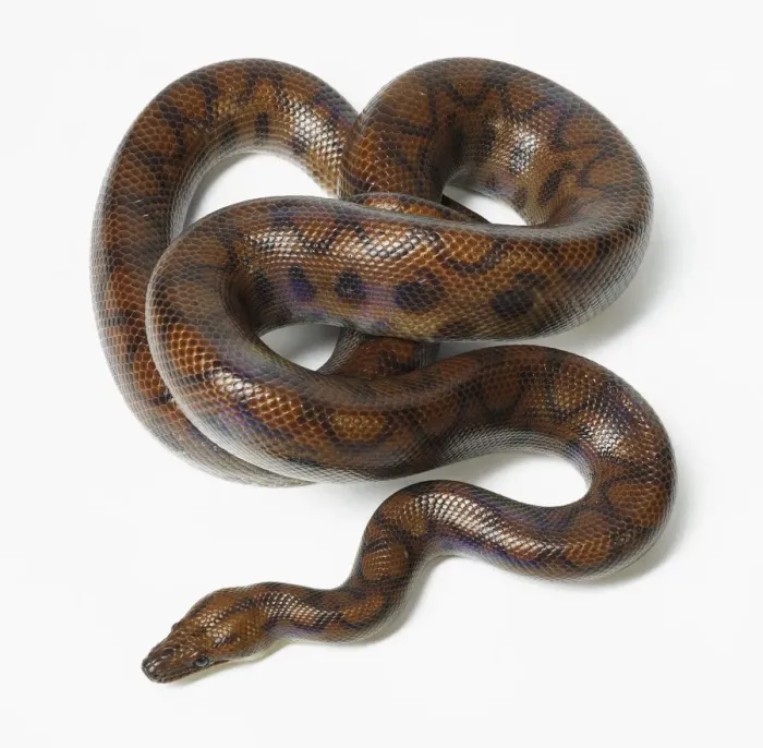 Framed Print : boidae, epicrates cenchria, nobody, plain background, rainbow boa, wildlife