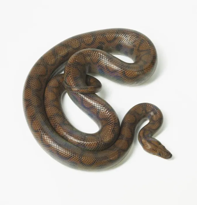 Framed Print : boidae, epicrates cenchria, nobody, plain background, rainbow boa, wildlife