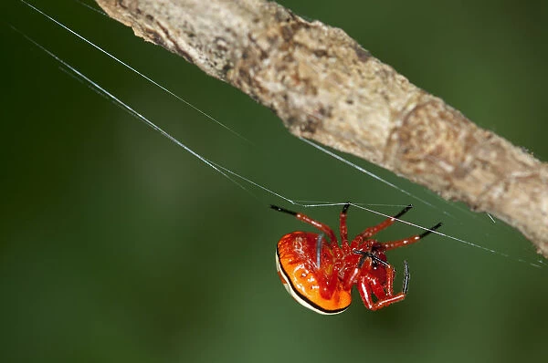 Bolas spider -Encyosaccus sexmaculatus-, orb-web spider, Tiputini rain forest, Yasuni National Park, Ecuador, South America