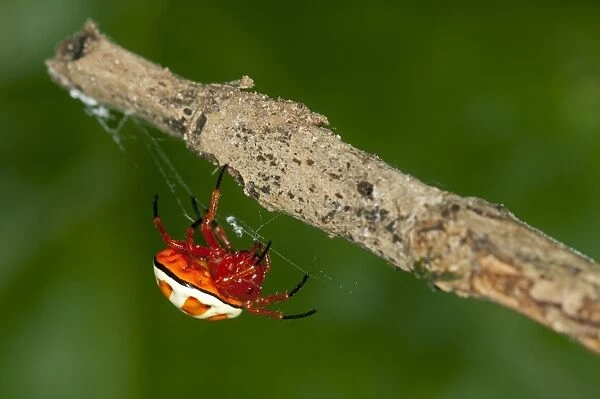 Bolas spider -Encyosaccus sexmaculatus-, orb-web spider, Tiputini rain forest, Yasuni National Park, Ecuador, South America