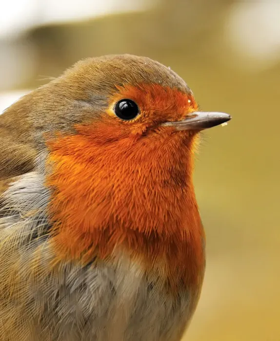 Framed Print : Bold robin Framed Print : Bold robin