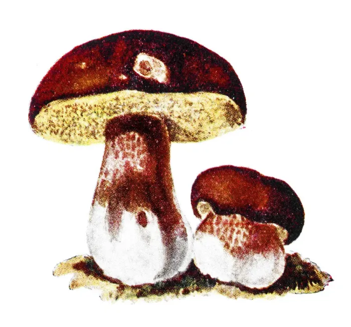 Framed Print : Boletus edulis (English: penny bun, cep, porcino or porcini) Framed Print : Boletus edulis (English: penny bun, cep, porcino or porcini)