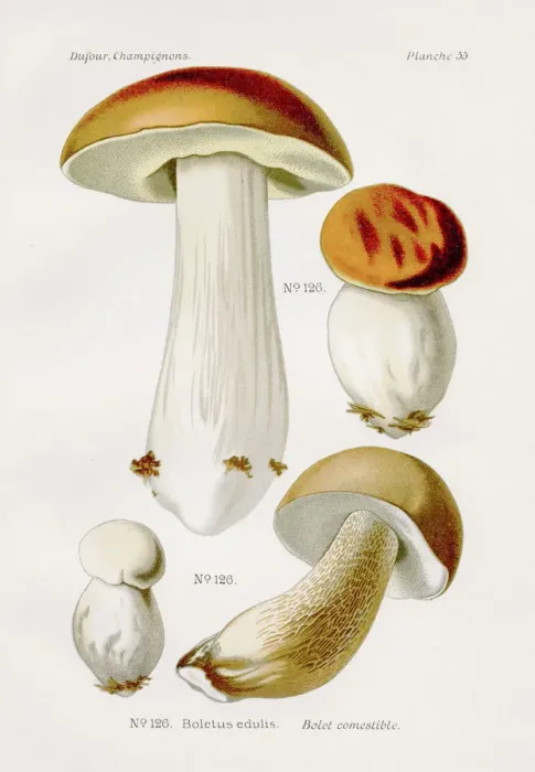 Framed Print : Boletus edulis mushroom 1891 Framed Print : Boletus edulis mushroom 1891