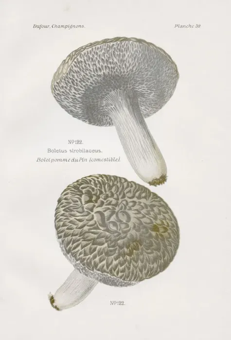 Framed Print : Boletus mushroom 1891 Framed Print : Boletus mushroom 1891