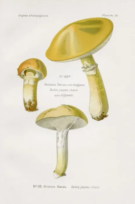 Framed Print : Boletus mushroom 1891 Framed Print : Boletus mushroom 1891