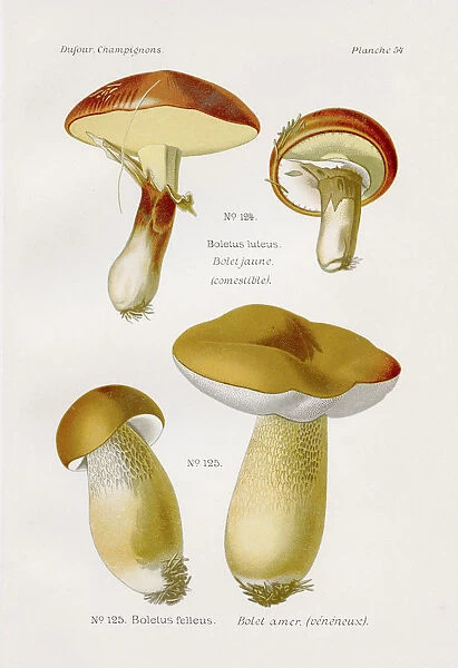 Boletus mushroom 1891