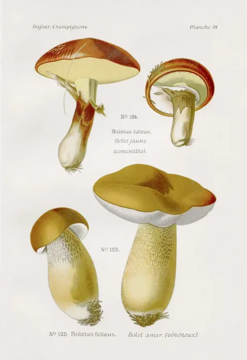 Framed Print : Boletus mushroom 1891