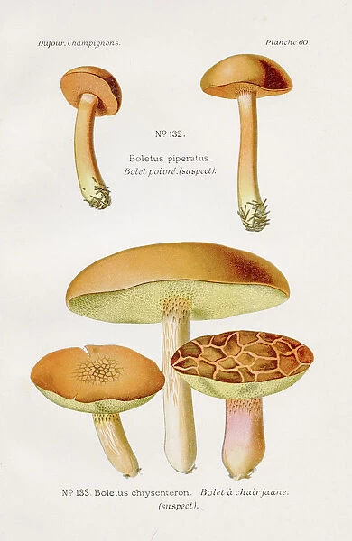 Boletus mushrooms 1891