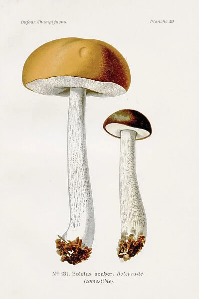 Boletus mushrooms 1891
