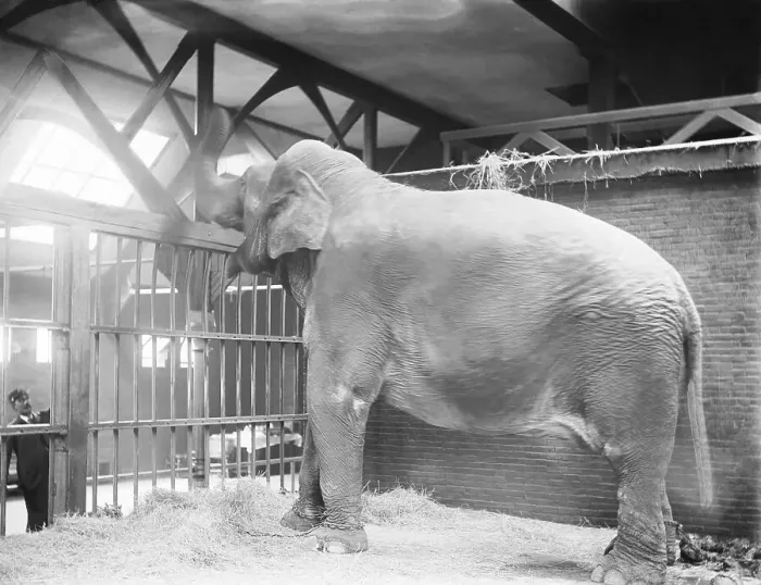 Framed Print : Bolivar, the Asian Elephant Framed Print : Bolivar, the Asian Elephant