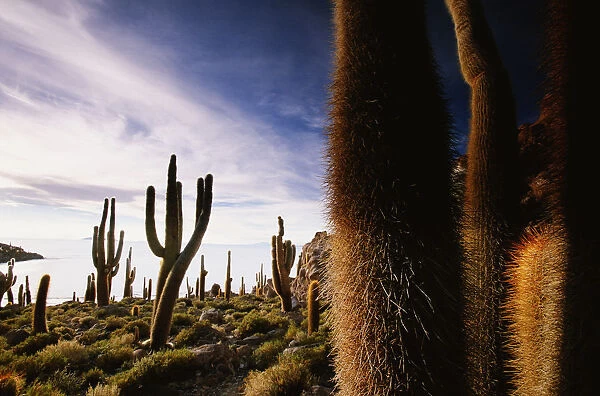 Bolivia, Salar de Uyuni, Isla Pescado, giant cacti