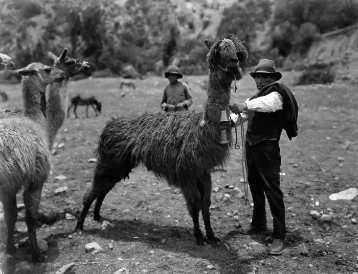 Framed Print : A Bolivian Man With A LLama In Bolivia Framed Print : A Bolivian Man With A LLama In Bolivia