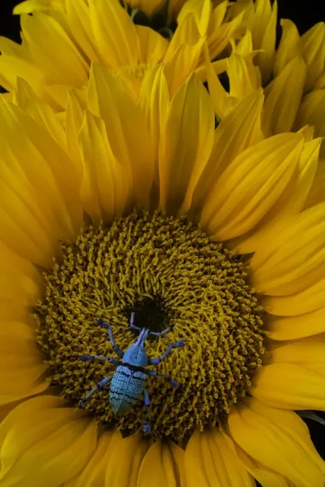 Framed Print : Boll Weevil On Sunflower Framed Print : Boll Weevil On Sunflower