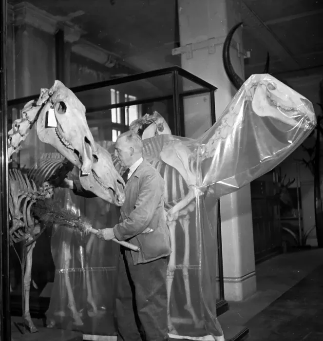 Framed Print : Bone Care. 28th February 1953: Skeleton horses get a dusting down Framed Print : Bone Care. 28th February 1953: Skeleton horses get a dusting down