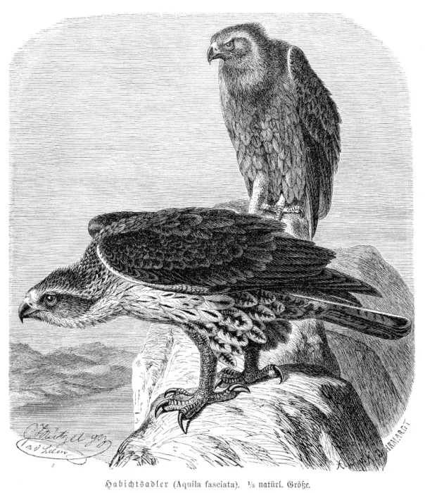 Framed Print : Bonellis eagle engraving 1892 Framed Print : Bonellis eagle engraving 1892