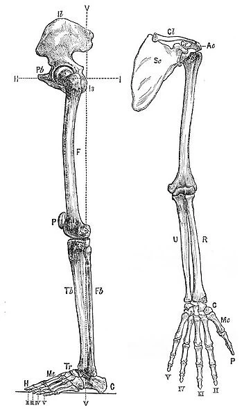 Bones of the arm anatomy engraving 1878
