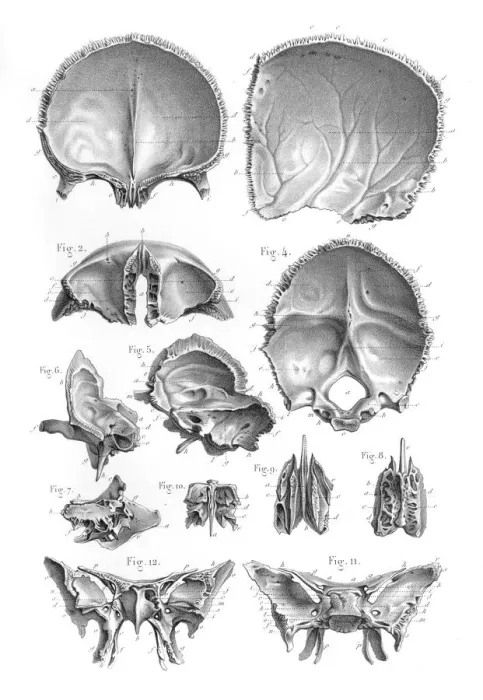 Framed Print : Bones of the head engraving 1896 Framed Print : Bones of the head engraving 1896
