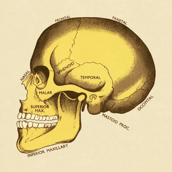 Framed Print : Bones of Human Skull Framed Print : Bones of Human Skull
