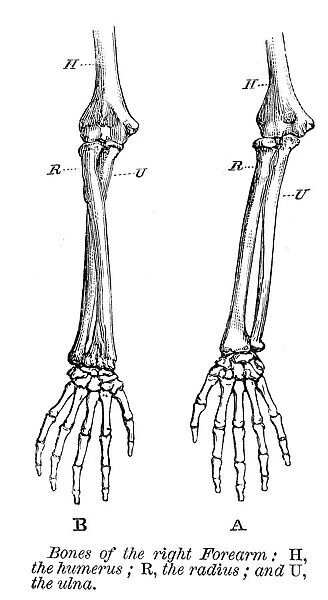 Bones of the right forearm engraving anatomy 1872