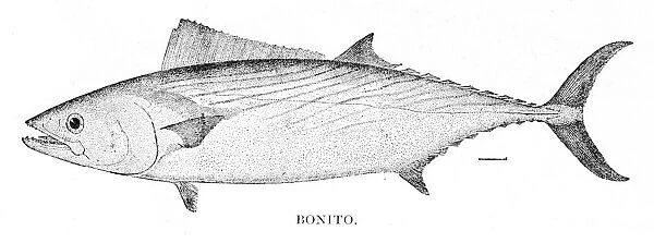 Bonito fish engraving 1898