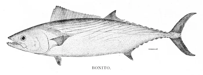 Framed Print : Bonito fish engraving 1898 Framed Print : Bonito fish engraving 1898