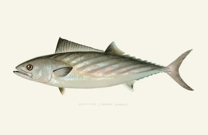 Framed Print : Bonito illustration 1899 Framed Print : Bonito illustration 1899