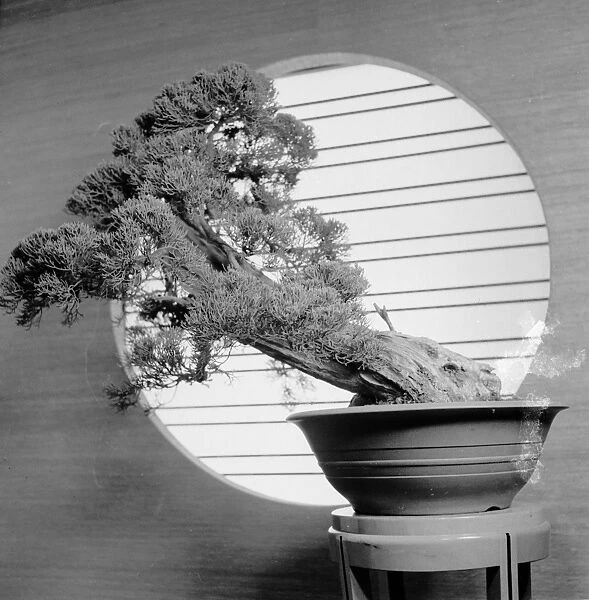 Bonsai. circa 1950: A 500 year old Japanese pine bonsai Tree