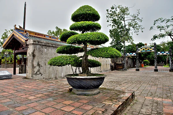 Bonsai at Imperial City Hue Thua Thien Province